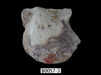 藏品(臺灣鶯蛤)的圖片